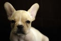 Baby french bulldog