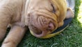 Baby french mastiff Dogue De Bordeaux