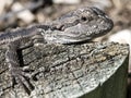 Baby Frill Neck Lizard