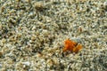 Baby frog fish the smallest on the world