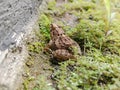 A Baby Frog/Froglet in The Midst of Nature Royalty Free Stock Photo