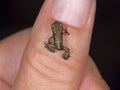 Baby toad on womans thumb. Tiny. c 1cm.