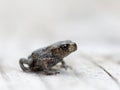 Baby frog side view Royalty Free Stock Photo