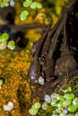 Baby frogs in the pond Royalty Free Stock Photo