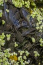 Baby frogs in the pond Royalty Free Stock Photo