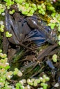 Baby frogs in the pond Royalty Free Stock Photo