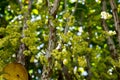 Baby fruit and flower of Rambeh tree or Baccaurea ramiflora