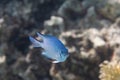 Pale Damselfish in Red Sea Royalty Free Stock Photo