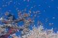 Lyretail Anthias Over Table Coral Royalty Free Stock Photo