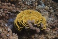Yellow Leafy Cup Coral in Red Sea Royalty Free Stock Photo
