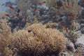 Red Sea Anemonefish in Ritteri Anemone in Red Sea Royalty Free Stock Photo