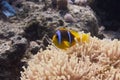 Red Sea Anemonefish in Ritteri Anemone in Red Sea Royalty Free Stock Photo