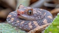 baby Gaboon viper is curled on white background featuring stunning geometric patterns on its scales. Its triangular head Royalty Free Stock Photo