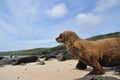 Baby Galapagos Sea Lion on Beach Royalty Free Stock Photo
