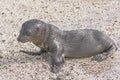 Baby Galapagos Sea Lion on the Beach Royalty Free Stock Photo