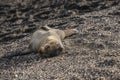 Baby Galapagos Sea Lion Royalty Free Stock Photo