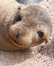 Baby Galapagos Sea Lion Face Royalty Free Stock Photo