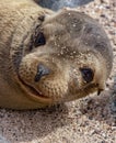 Baby Galapagos Sea Lion Face