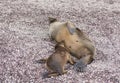 Baby Galapagos Sea Lion Nursing