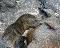 Baby Galapagos sea lion suckling on a sandy beach Royalty Free Stock Photo
