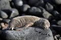 Baby Galapagos sea lion sunbathing on rocks Royalty Free Stock Photo