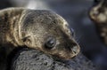 Baby Galapagos sea lion Zalophus wollebaeki sunbathing on rocks