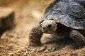 Baby Galapagos Tortoise Royalty Free Stock Photo