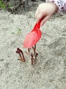 Baby games safety with buds of peonies. Little hand in action outdoors in garden