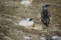 Baby gannet in colony Royalty Free Stock Photo