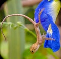 Baby garden lizard on blue flower.