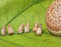 Baby Garden Snails going home Royalty Free Stock Photo