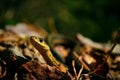 Baby garter snake