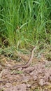 Baby Garter Snake