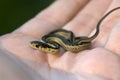 Baby Garter Snake in Hand Royalty Free Stock Photo