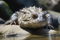 baby gator basking in the sun, with its scaly skin and magnificent jaws on full display Royalty Free Stock Photo