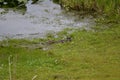 Baby gator exploring