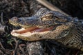 Baby Gator Flashes Teeth, St. Petersburg, Florida Royalty Free Stock Photo