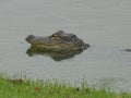 Baby gator head