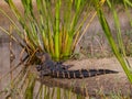 Baby Gator Smiling in the Sunshine Royalty Free Stock Photo