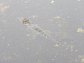 Baby Gator swimming alone Royalty Free Stock Photo