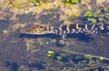 Baby gator swimming in lake