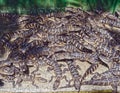 Baby Gators Royalty Free Stock Photo