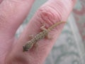 Baby Gecko