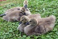 Baby geese Royalty Free Stock Photo