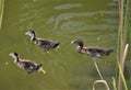 Baby Geese along the shore in the park pond