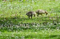 Baby geese in dasies