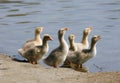 Baby Geese Drinking Royalty Free Stock Photo