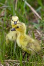 Baby Geese Goslings in Grass Saskatchewan Royalty Free Stock Photo