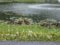 Baby Geese near Broker Pond on the campus of UNC Charlotte in Charlotte, NC