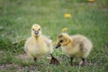 Baby geese Royalty Free Stock Photo